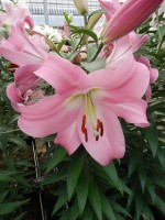 [5160 Tabledance MakTL No02.JPG]